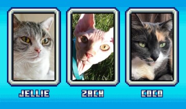 Выбираем кошку для Minecraft!